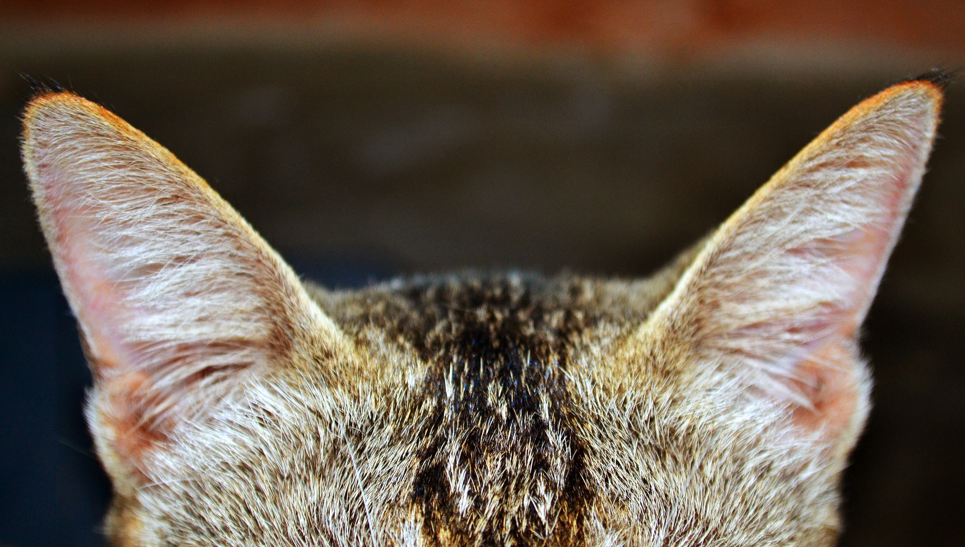 Кошачьи уши