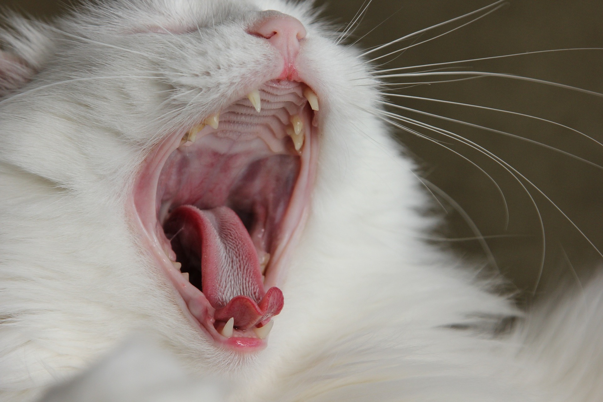 猫が口内炎 症状 原因 治療 自宅での緩和ケア おすすめサプリ Pettimo