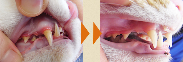 猫が口内炎 症状 原因 治療 自宅での緩和ケア おすすめサプリ Pettimo