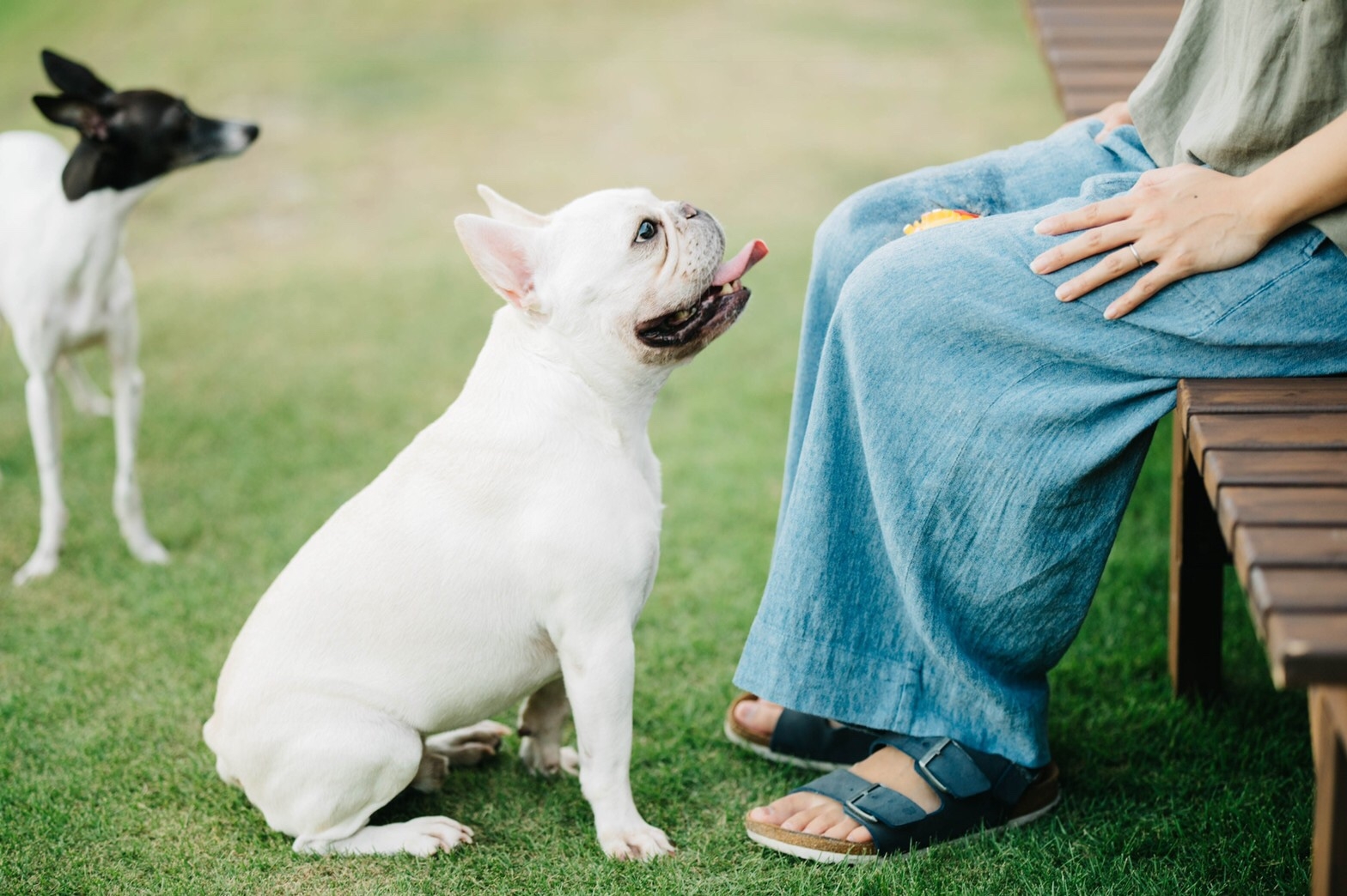 恥ずかしい 犬の腰振りってどんな意味 理由 やめさせ方 Pettimo