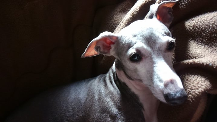 イタリアン・グレイハウンドってどんな犬？【性格・特徴・飼育法・なりやすい病気など】 pettimo